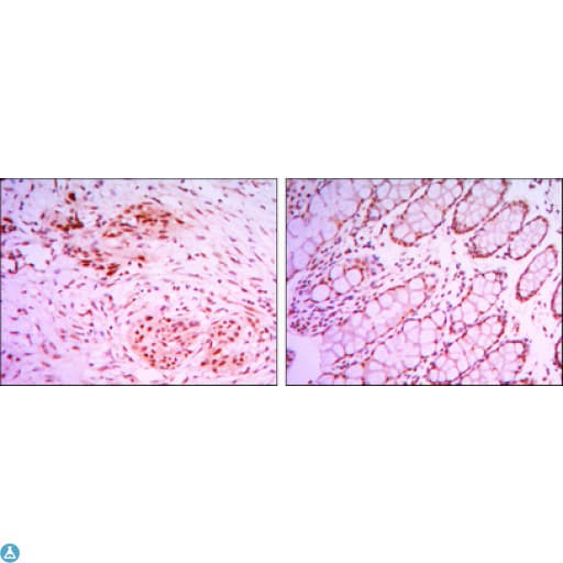 Monoclonal Mouse anti-Human KDM4A / JHDM3A / JMJD2A Antibody (IHC, IF, WB)