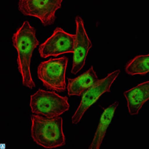 Monoclonal Mouse anti-Human KDM4A / JHDM3A / JMJD2A Antibody (IHC, IF, WB)