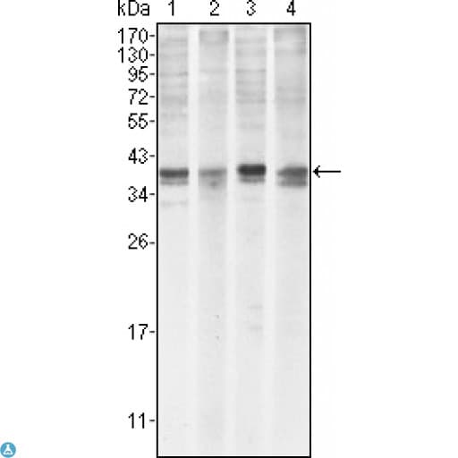 Monoclonal Mouse anti-Human MCL1 / MCL 1 Antibody (IHC, IF, WB)
