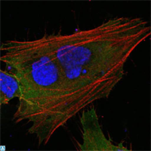 Monoclonal Mouse anti-Human MCL1 / MCL 1 Antibody (IHC, IF, WB)