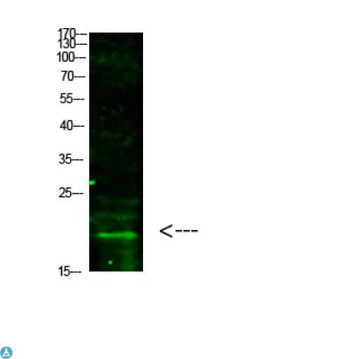 Polyclonal Rabbit anti-Human Histone H3 Antibody (WB)