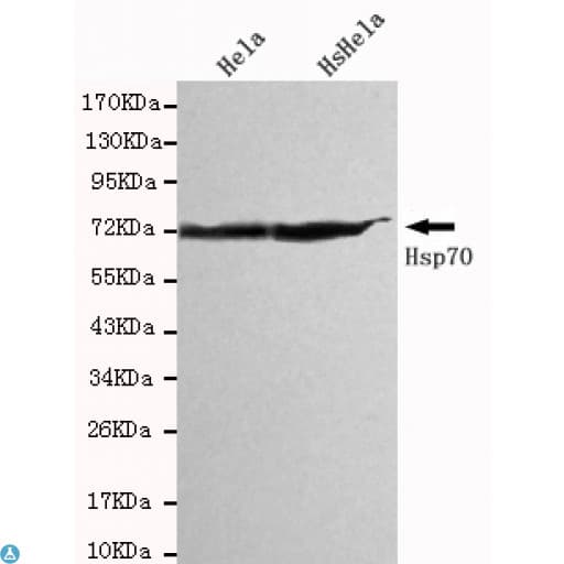 Monoclonal Mouse anti-Human HSP70 / Heat Shock Protein 70 Antibody (WB)