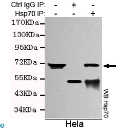 Monoclonal Mouse anti-Human HSP70 / Heat Shock Protein 70 Antibody (WB)