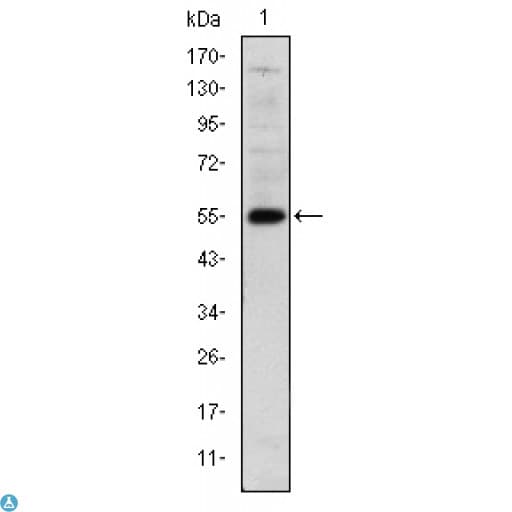 Monoclonal Mouse anti-Human LHX2 Antibody (IF, WB)