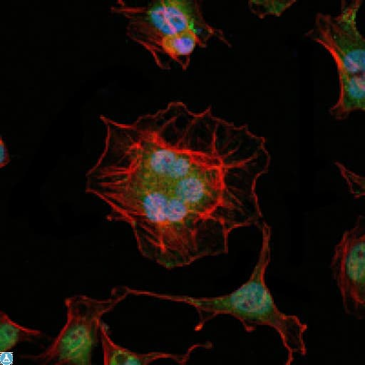 Monoclonal Mouse anti-Human LHX2 Antibody (IF, WB)