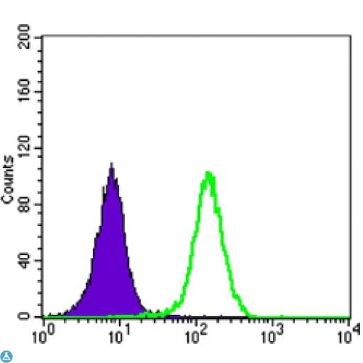 Monoclonal Mouse anti-Human STK11 / LKB1 Antibody (WB)