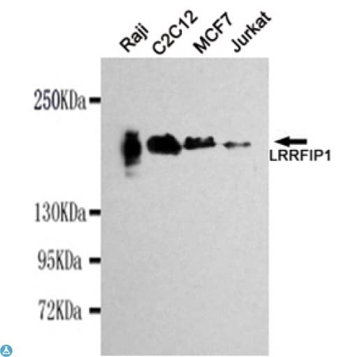 Monoclonal Mouse anti-Human TRIP / LRRFIP1 Antibody (WB)