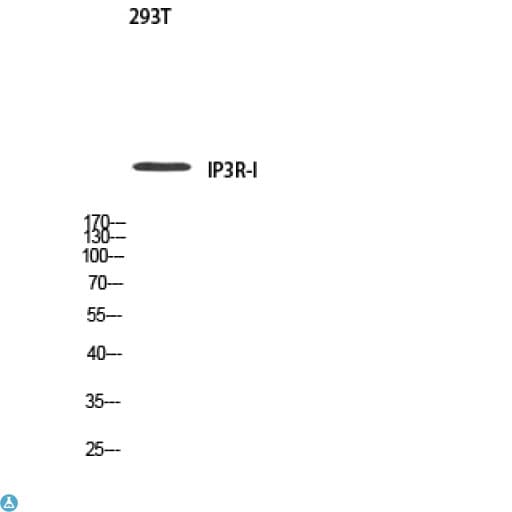 Polyclonal Rabbit anti-Human IP3R Antibody (WB)