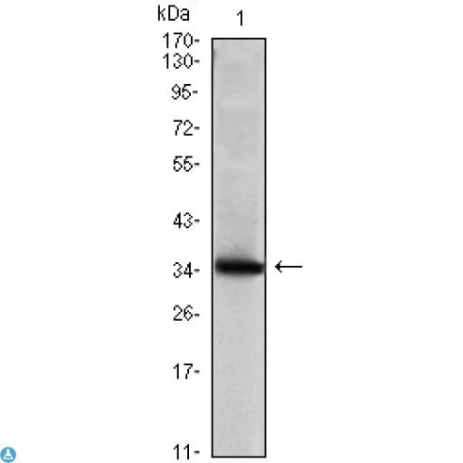 Monoclonal Mouse anti-Human SCGB2A2 / Mammaglobin A Antibody (IHC, IF, WB)