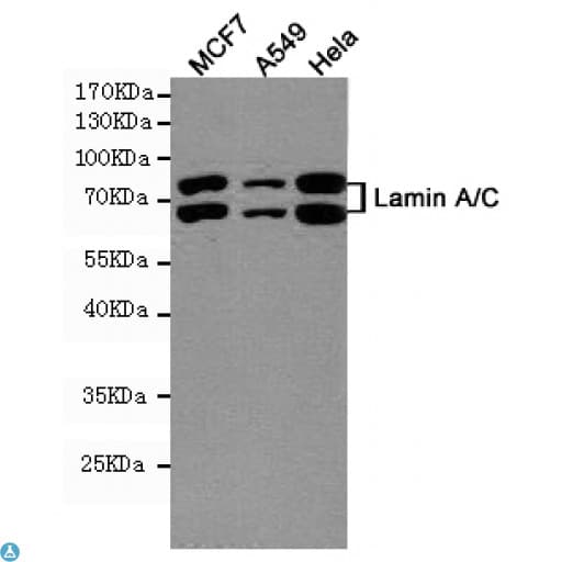 LMNA / Lamin A+C Antibody (clone 5D12-C6-E9)
