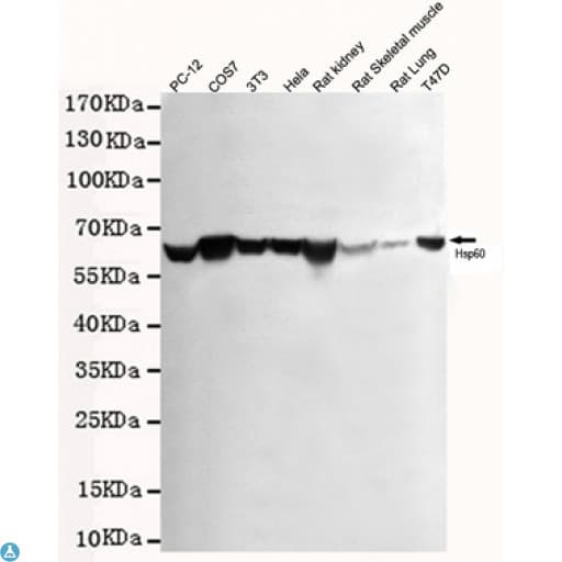 Monoclonal Mouse anti-Human HSPD1 / HSP60 Antibody (WB)