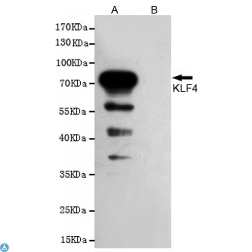 Monoclonal Mouse anti-Human KLF4 Antibody (WB)