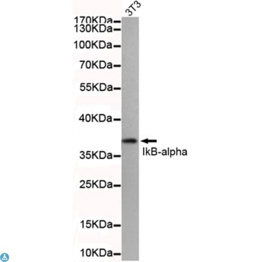 Monoclonal Mouse anti-Human NFKBIA / IKB Alpha / IKBA Antibody (WB)