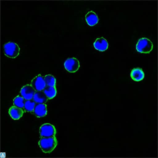 Mouse Anti-Human IgG Fc Secondary Antibody