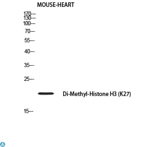 Polyclonal Rabbit anti-Human Histone H3 Antibody (WB)