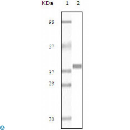Monoclonal Mouse anti-Human MB / Myoglobin Antibody (IHC, WB)