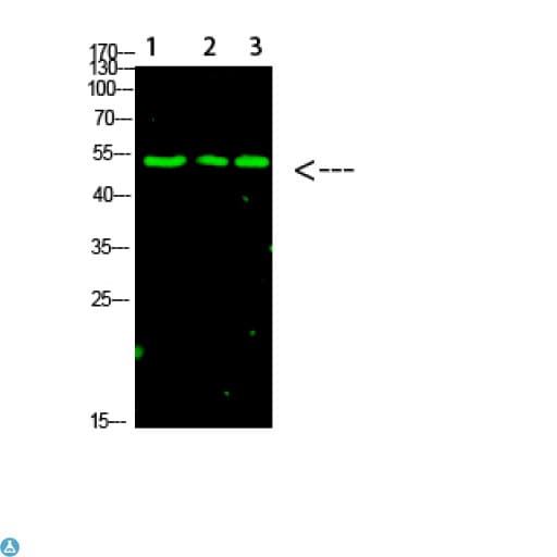 TP53 / p53 Antibody