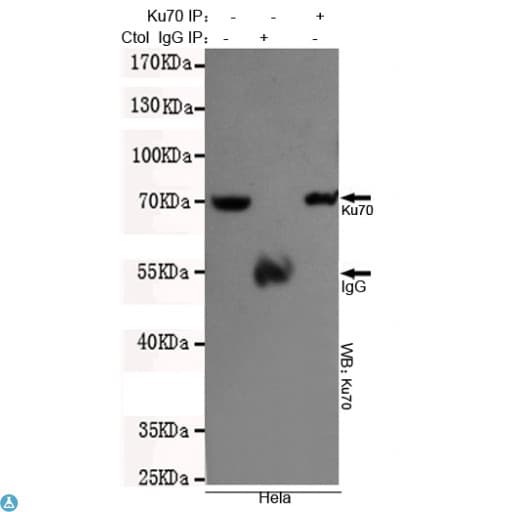 Monoclonal Mouse anti-Human XRCC6 / Ku70 Antibody (WB)