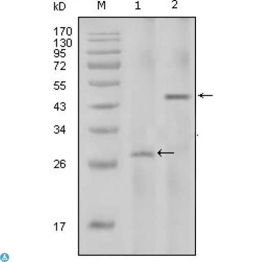 IL2 Antibody