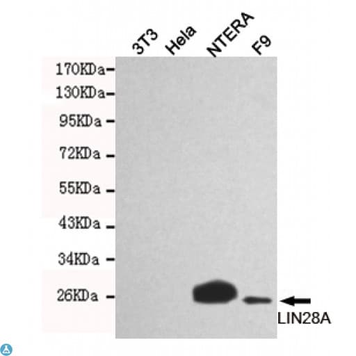 Monoclonal Mouse anti-Human LIN28A / LIN28 Antibody (WB)
