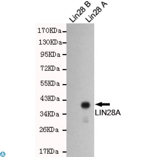 Monoclonal Mouse anti-Human LIN28A / LIN28 Antibody (WB)