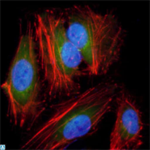Monoclonal Mouse anti-Human MAP2K2 / MKK2 / MEK2 Antibody (IF, WB)