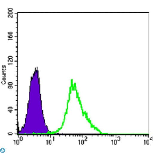 Monoclonal Mouse anti-Human MAP2K2 / MKK2 / MEK2 Antibody (IF, WB)