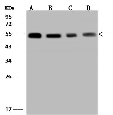 TXNDC5 / ERP46 Antibody
