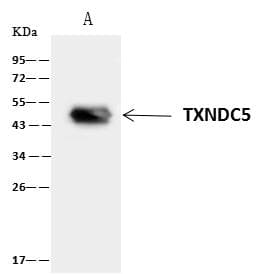 TXNDC5 / ERP46 Antibody
