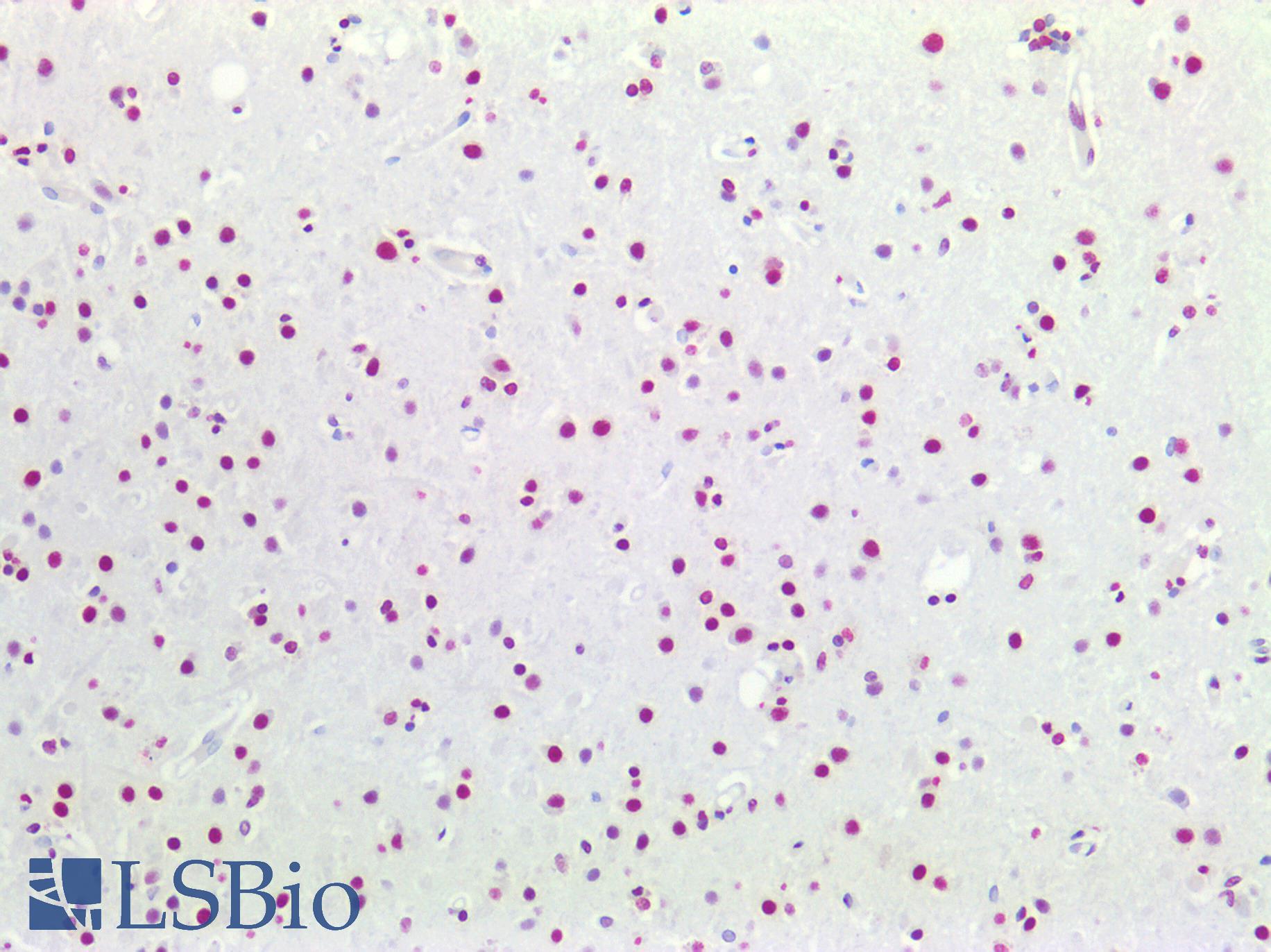 PathPlus™ HES5 Antibody