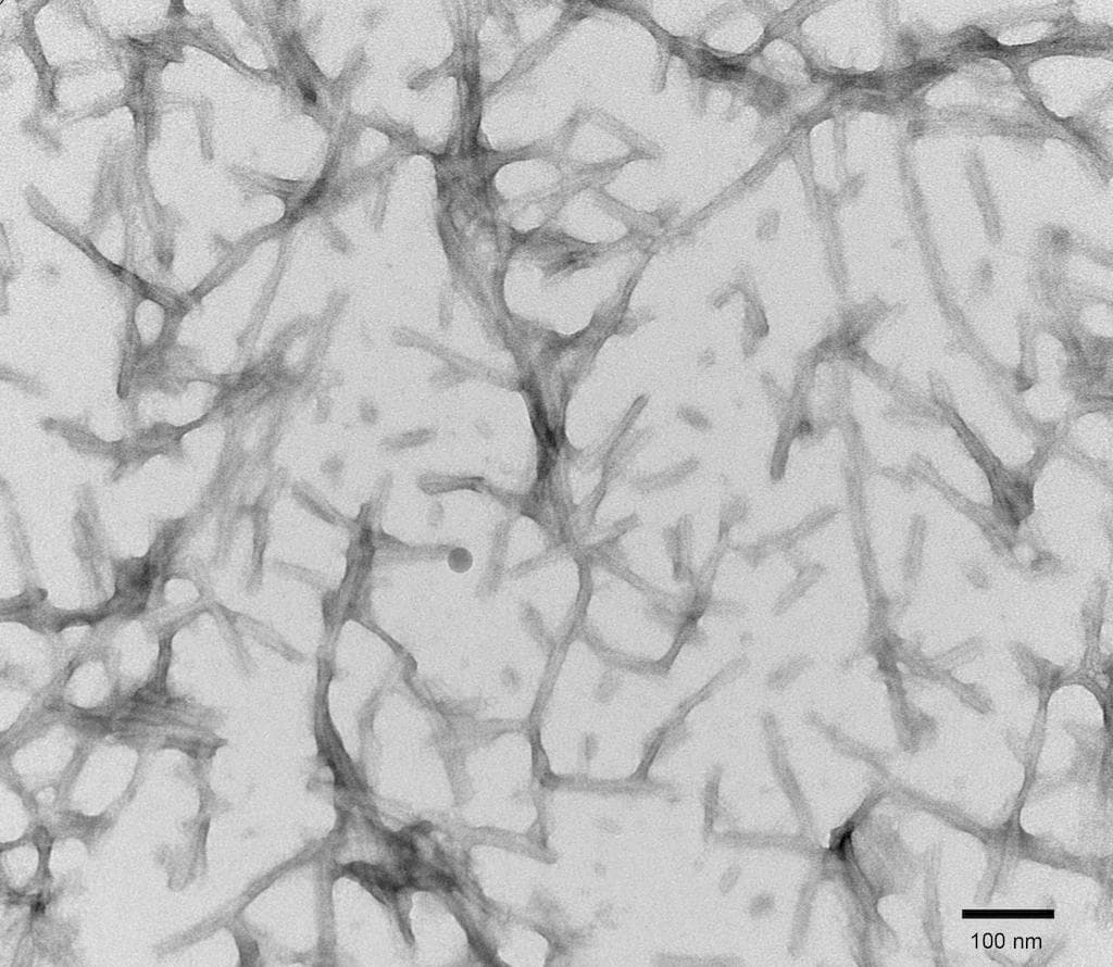 Human MAPT / Tau Protein (Recombinant)