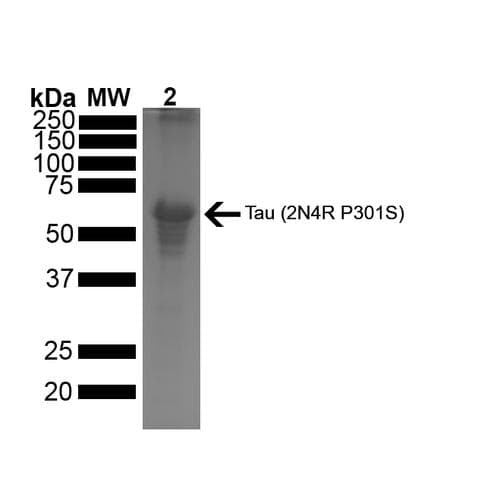 Human MAPT / Tau Protein (Recombinant)
