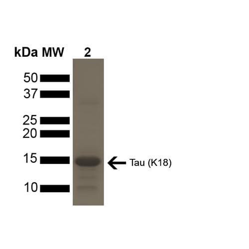 Human MAPT / Tau Protein (Recombinant)