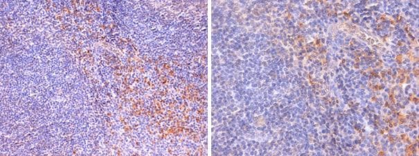 Mouse Anti-Human Lambda Light Chain Secondary Antibody (clone HP6054, HRP)