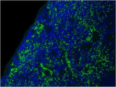 CD44 Antibody (clone KM81, Low Endotoxin)