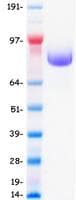 Human EGFR Protein (Recombinant DDK (Flag)-His, C-terminus)