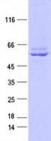 Human KMO Protein (Recombinant Myc-DDK (Flag), C-terminus)