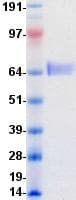 Human ERBB3 / HER3 Protein (Recombinant DDK (Flag)-His, C-terminus)