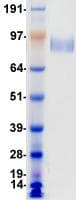 Human RET Protein (Recombinant DDK (Flag)-His, C-terminus)