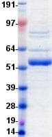 Human LAG3 Protein (Recombinant DDK (Flag)-His, C-terminus)