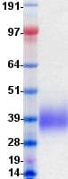 Human CD58 Protein (Recombinant DDK (Flag)-His, C-terminus)