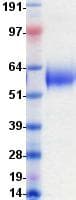 Human CD58 Protein (Recombinant Fc, C-terminus)