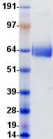 Human CD1B Protein (Recombinant Fc, C-terminus)