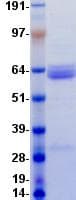Human CD1C Protein (Recombinant Fc, C-terminus)