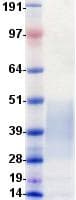 Human CD27 Protein (Recombinant DDK (Flag)-His, C-terminus)