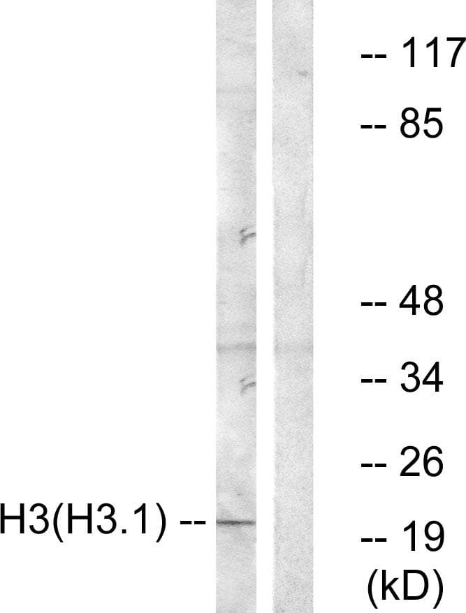 Histone H3 Antibody (p3)