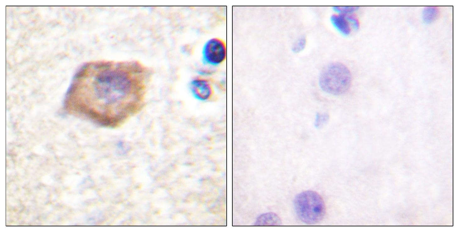PECAM-1 / CD31 Antibody (p713)