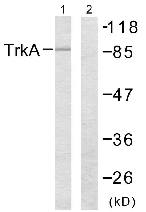 NTRK1 / TrkA Antibody (p496)