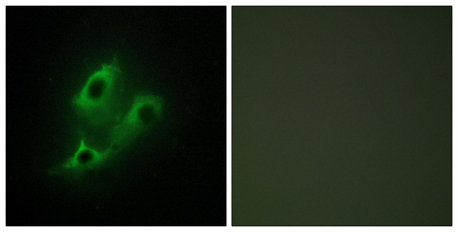 SERINC2 Antibody
