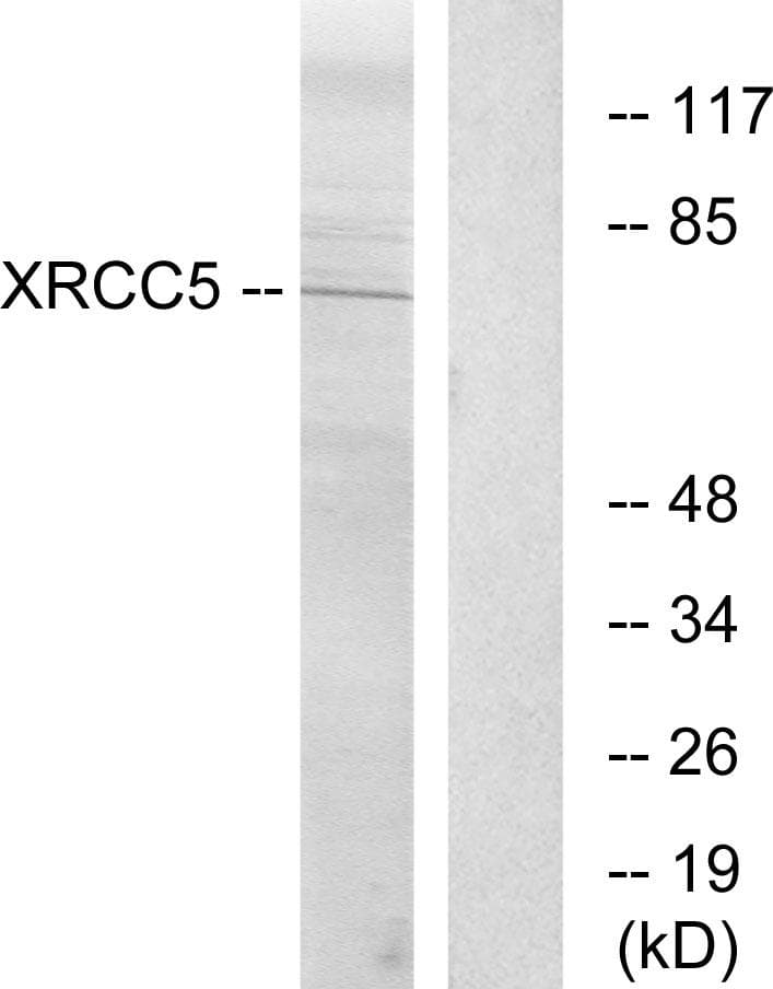 Polyclonal Rabbit anti-Human XRCC5 / Ku80 Antibody (WB)